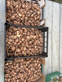 Bulbi di varia pezzatura