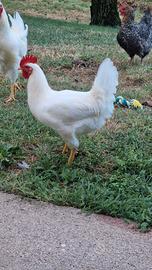 Gallo livornese