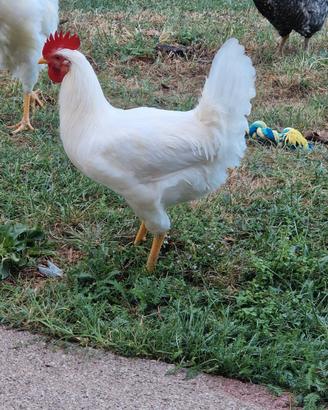 Gallo livornese