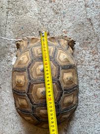 Tartaruga Sulcata