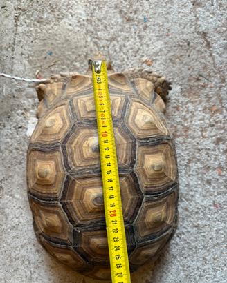 Tartaruga Sulcata