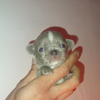 Chihuahua occhi chiari