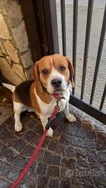 Beagle di 5 anni
