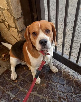 Beagle di 5 anni