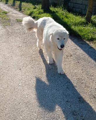 Pastore Abruzzese x accoppiamento
