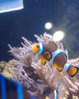 coppia pesce pagliaccio 