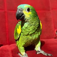 Pappagallo amazzone fronte blu