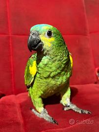 Pappagallo amazzone fronte blu