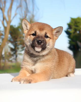 Cucciola di Shiba