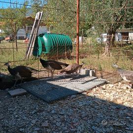 Pavoni comuni