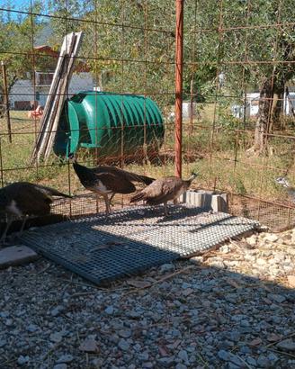 Pavoni comuni