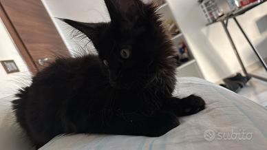 Maine coon