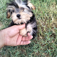 Cuccioli di Yorkshire