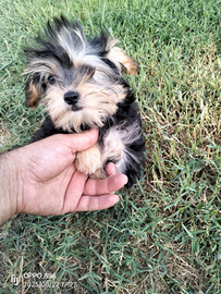 Cuccioli di Yorkshire