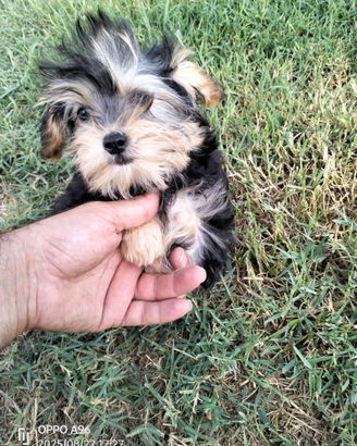 Cuccioli di Yorkshire