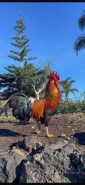 Galline livorno collo oro