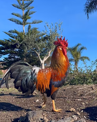 Galline livorno collo oro