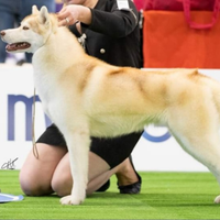 Cane siberian husky