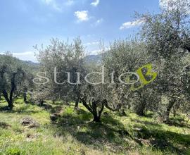 Terreno Agricolo a Seborga