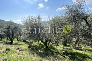 Terreno Agricolo a Seborga
