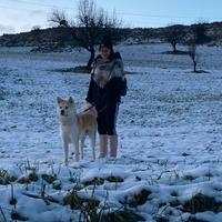 Akita inu maschio per monta