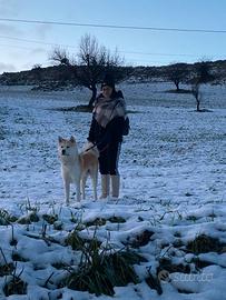 Akita inu maschio per monta