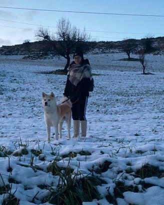 Akita inu maschio per monta