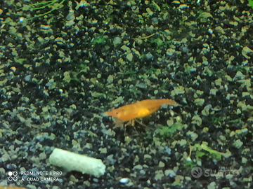 Caridine Orange Sakura selezionate con cura