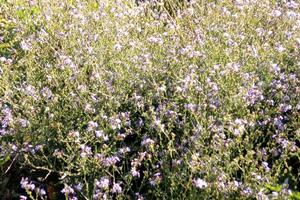 Terreno Edificabilissimo ad Avetrana