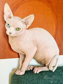 GATTA SPHYNX BIANCA CON PEDIGREE – OCCHI IMPARI 💎