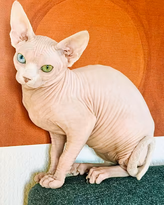 GATTA SPHYNX BIANCA CON PEDIGREE – OCCHI IMPARI 💎