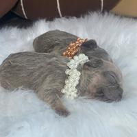 Cucciolo di bulldog francese fluffy