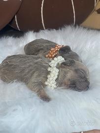 Cucciolo di bulldog francese fluffy