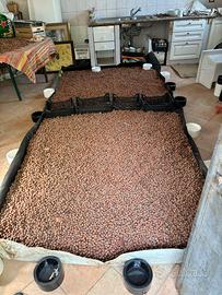 Nocciole delle Tuscia
