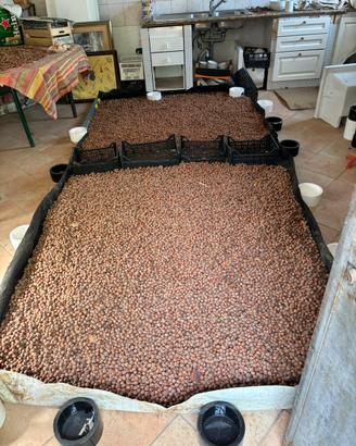 Nocciole delle Tuscia