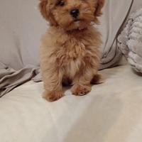 Maltipoo ch