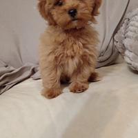 Maltipoo (Chanel)