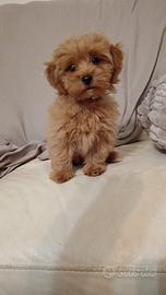 Maltipoo (Chanel)