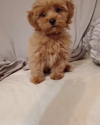 Maltipoo ch