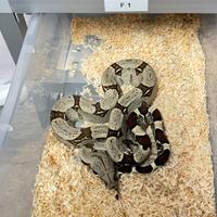 Boa constrictor iquitos peru