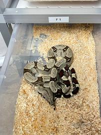 Boa constrictor iquitos peru