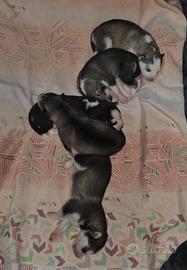 Cuccioli di husky