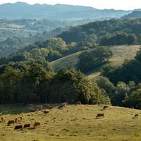 Terreni e stalla di 1000 Mq