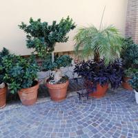 bonsai grandi e piantine grasse