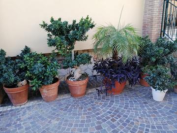 bonsai grandi e piantine grasse