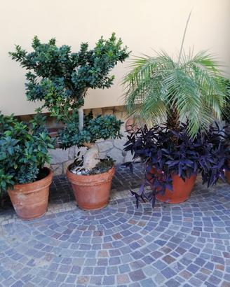 bonsai grandi e piantine grasse