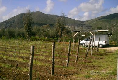 Terreno agricolo con vigneto