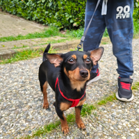 Chihuahua pincher femmina