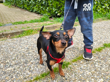 Chihuahua pincher femmina