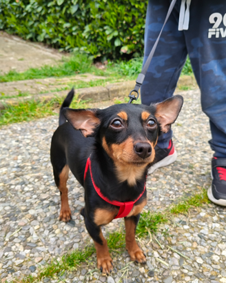 Chihuahua pincher femmina